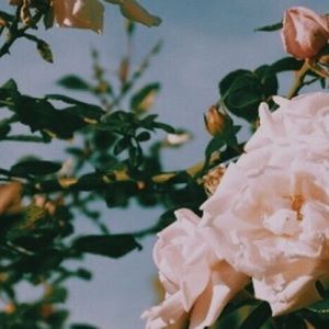 Meet your Posher, Jaiden